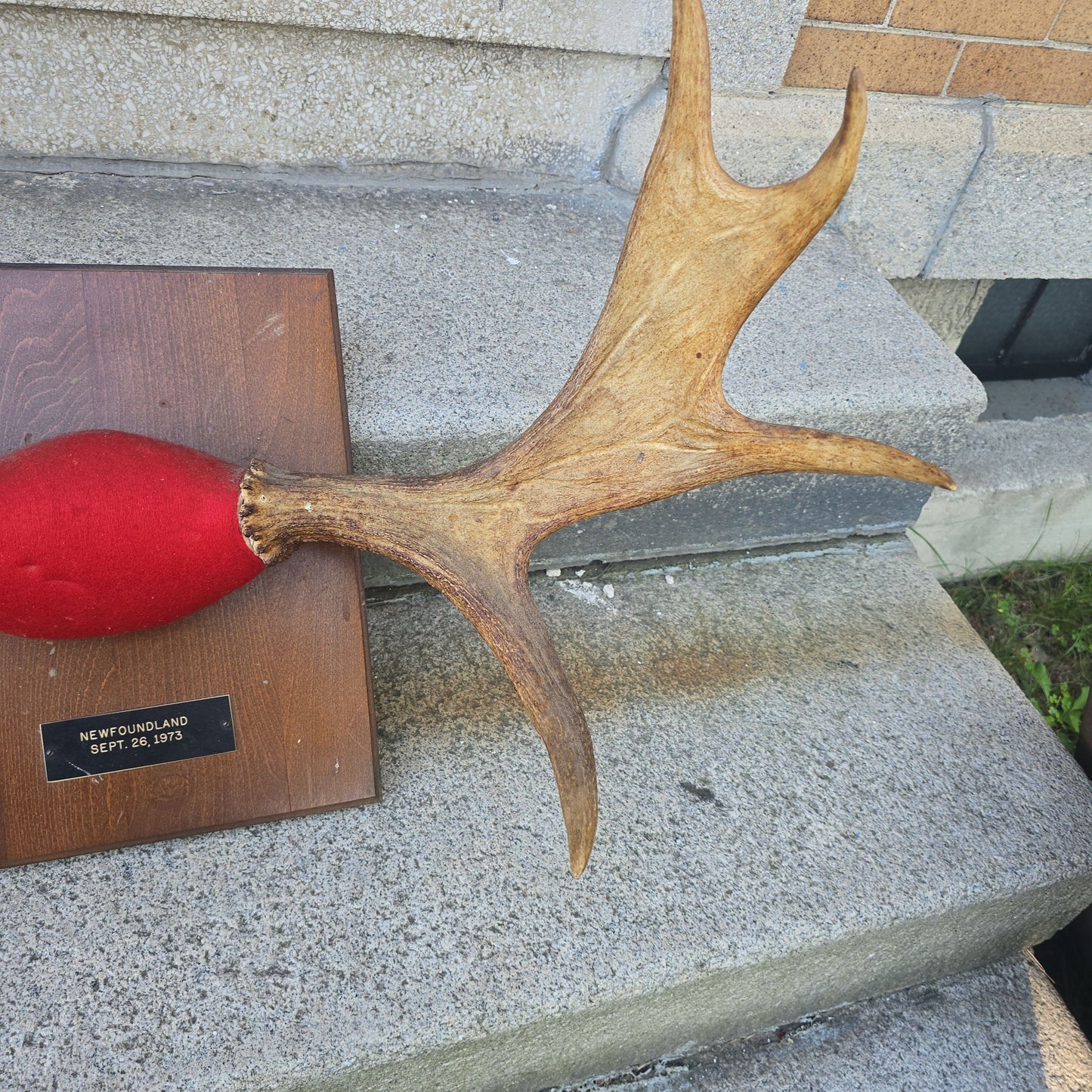 Vintage Mounted Moose Antlers on Wood Plaque, Newfoundland, September 26, 1973