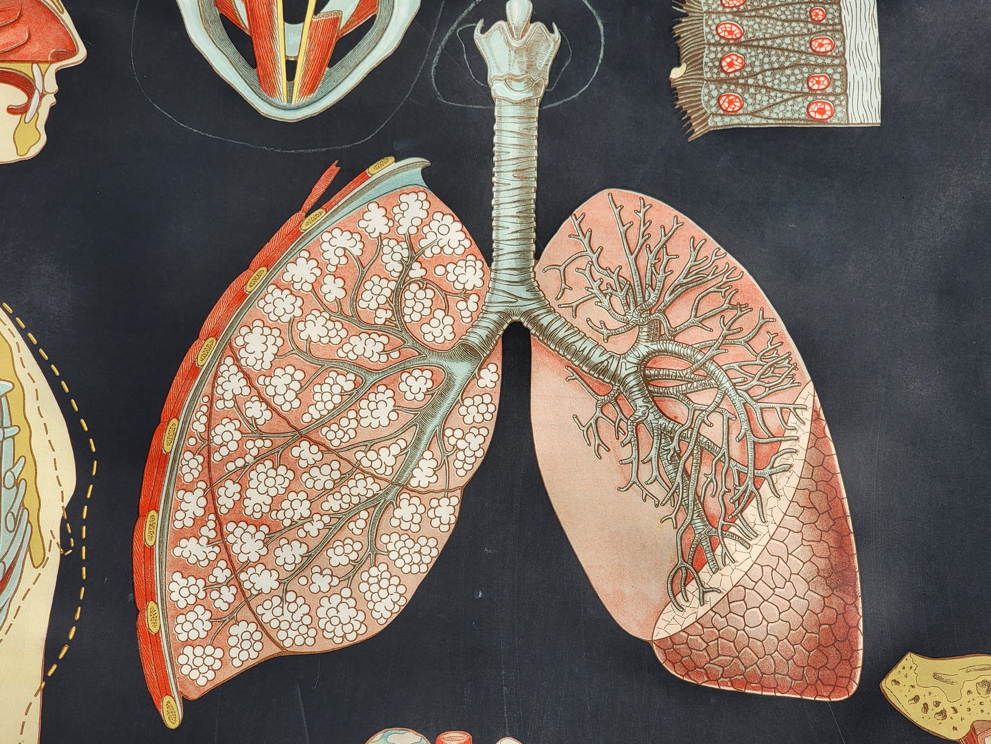 1930s Winslow Health and Hygiene Fabric Classroom Poster: Air and Health