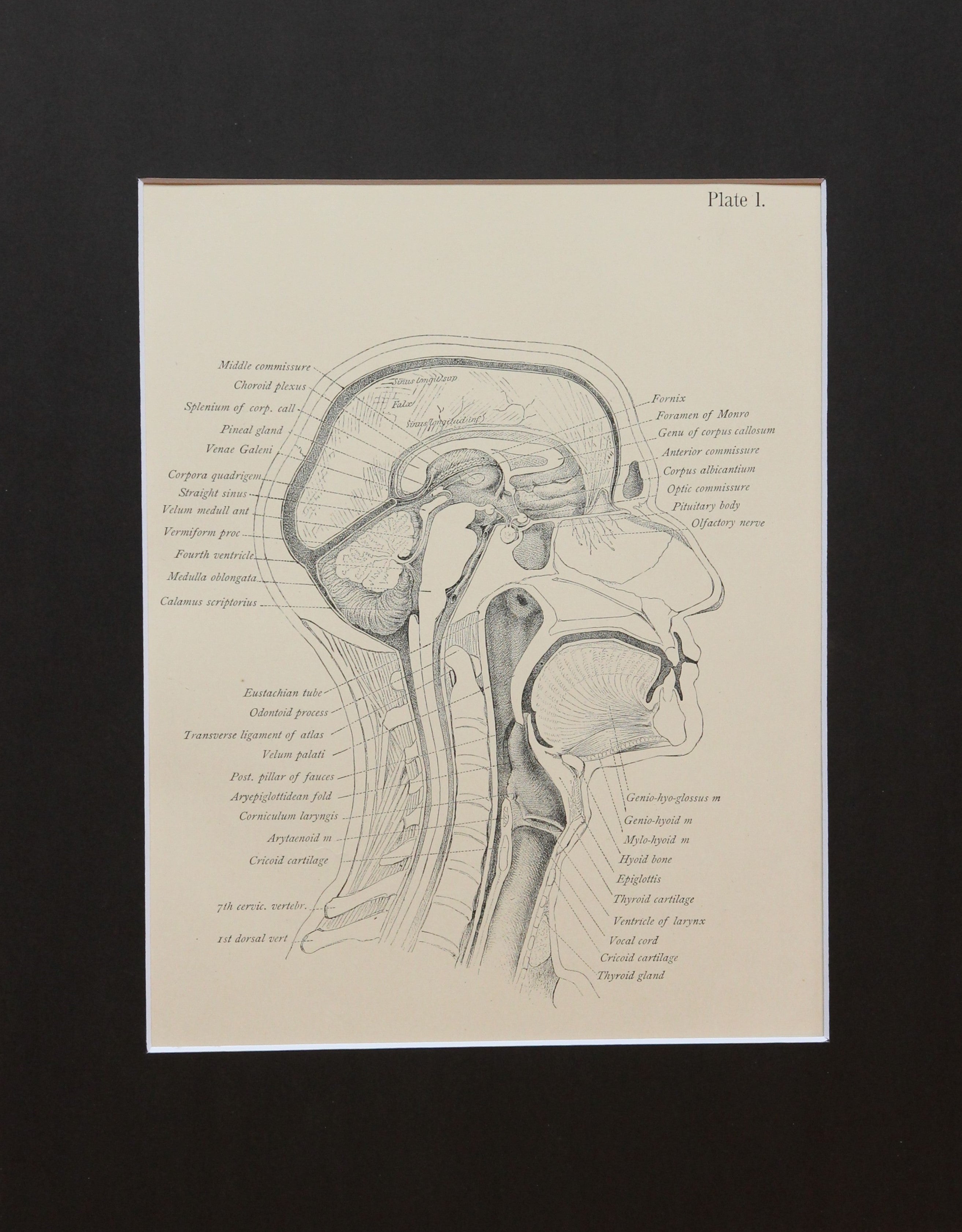 Matted Antique (c.1897) Anatomy Print, Plate I: The Head and Neck ...