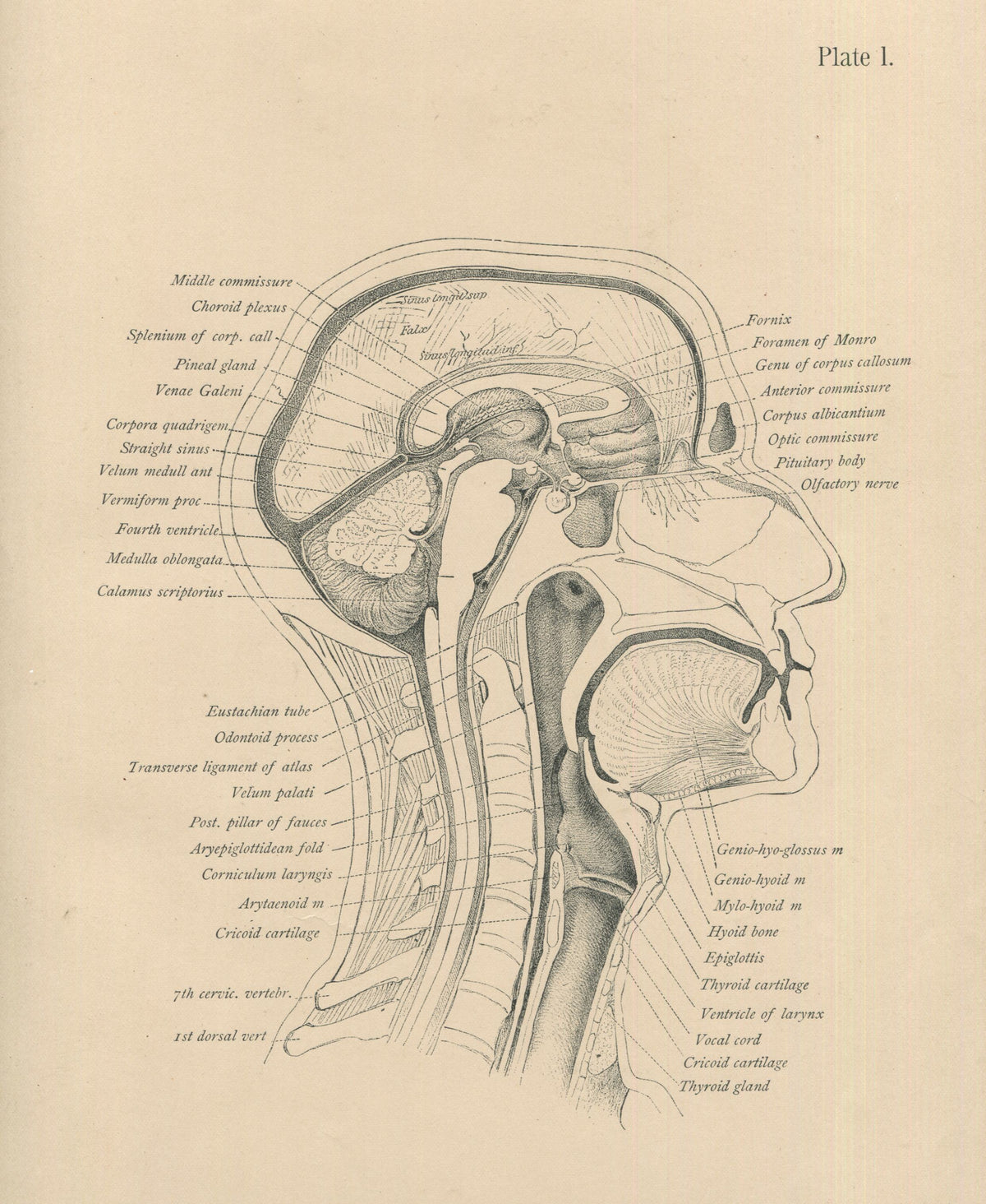 Matted Antique (c.1897) Anatomy Print, Plate I: The Head and Neck ...