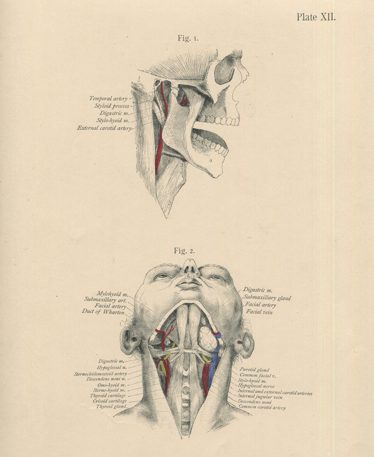 Matted Antique (c.1897) Anatomy Print, Plate XII: The Chin and Neck ...